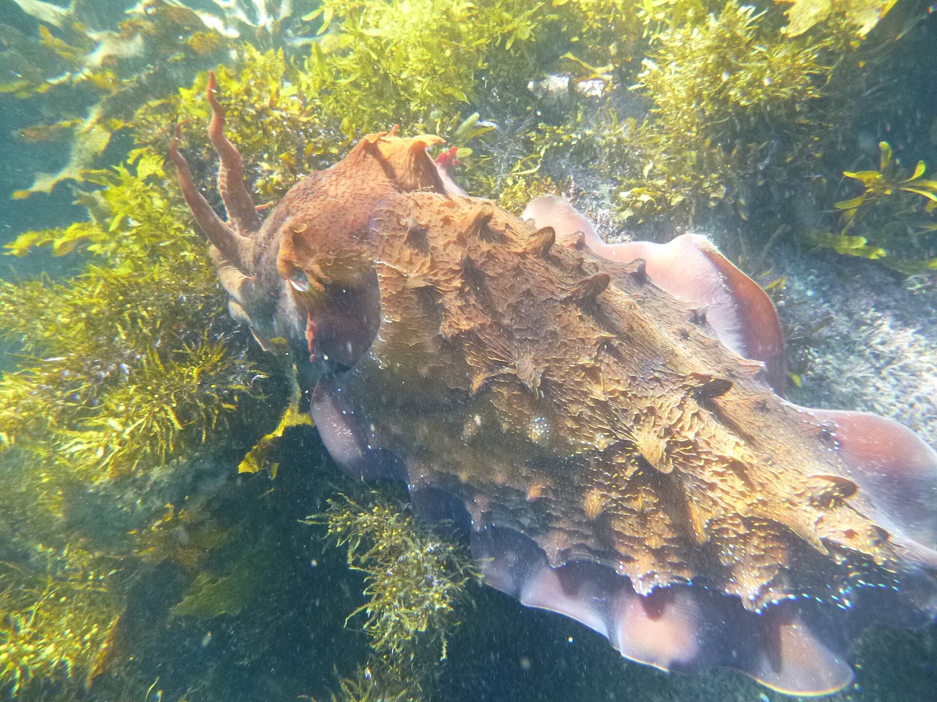 Where to Swim with Giant Cuttlefish in Whyalla: A Complete Guide