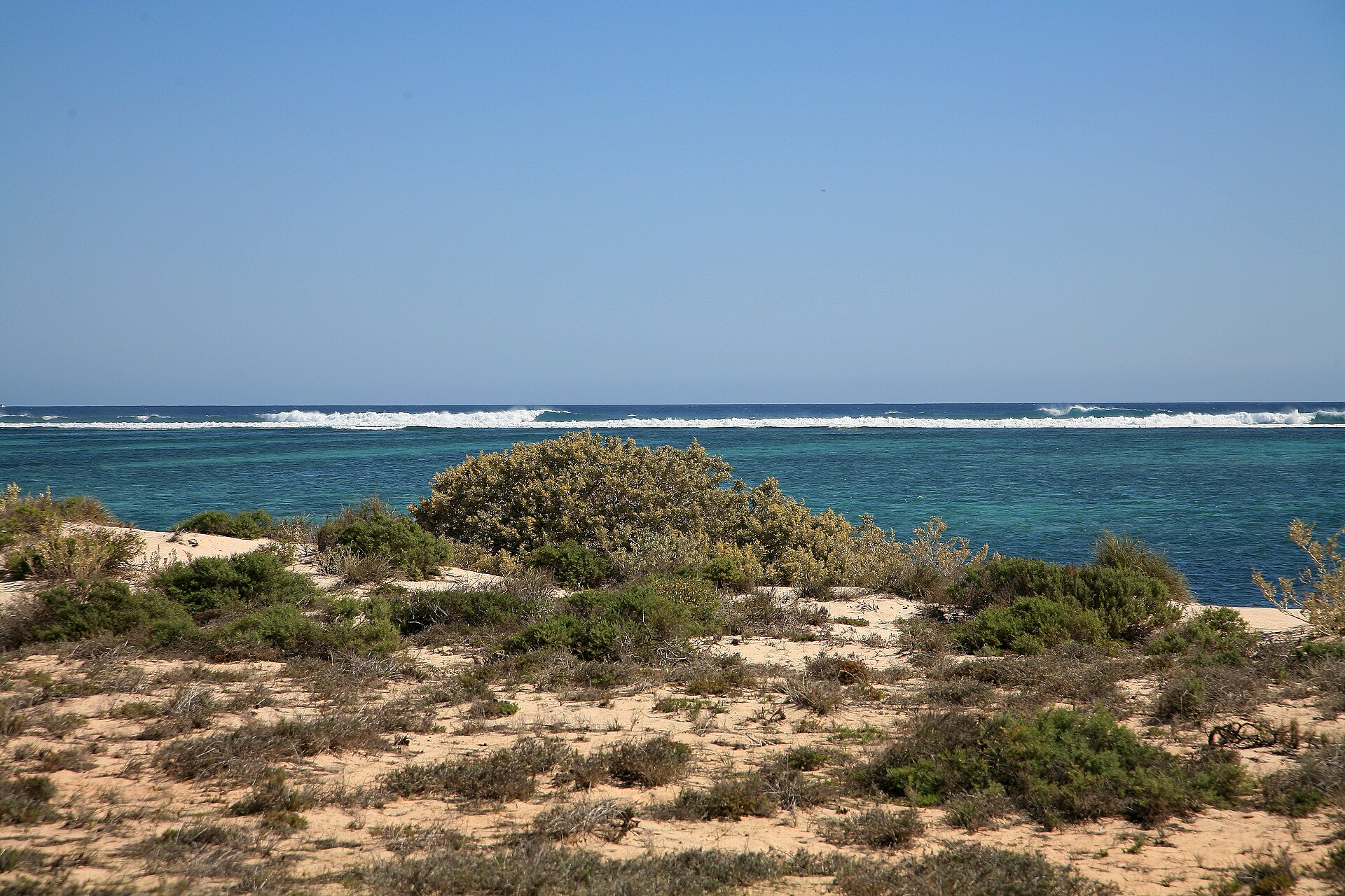 Swim With Wildlife in Australia: Whale Sharks, Dolphins, Seals and More