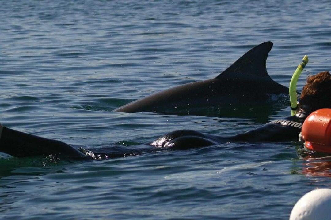 Swim with Wild Dolphins Glenelg SA
