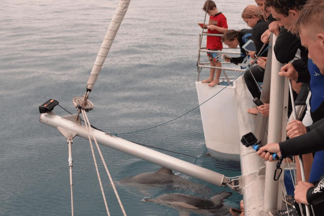 Dolphin Watch Glenelg SA