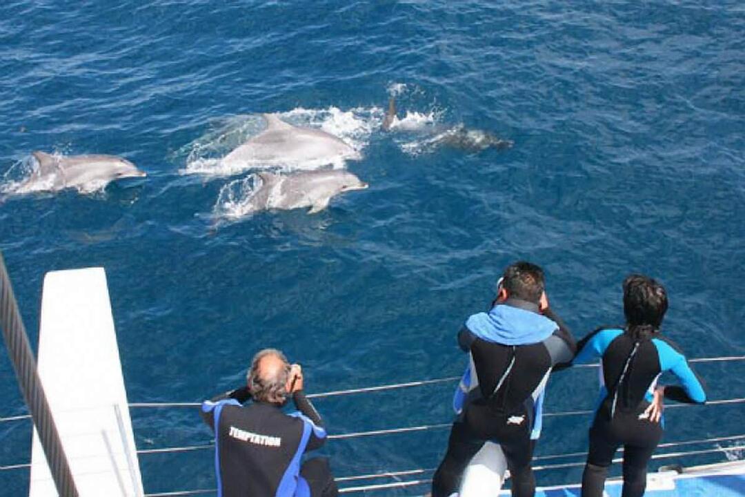 Dolphin Watch Glenelg SA