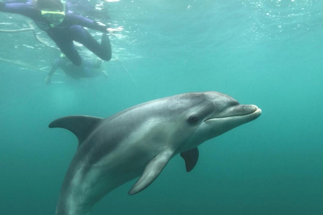 Dolphin Watch in Port Phillip Bay Sorrento VIC