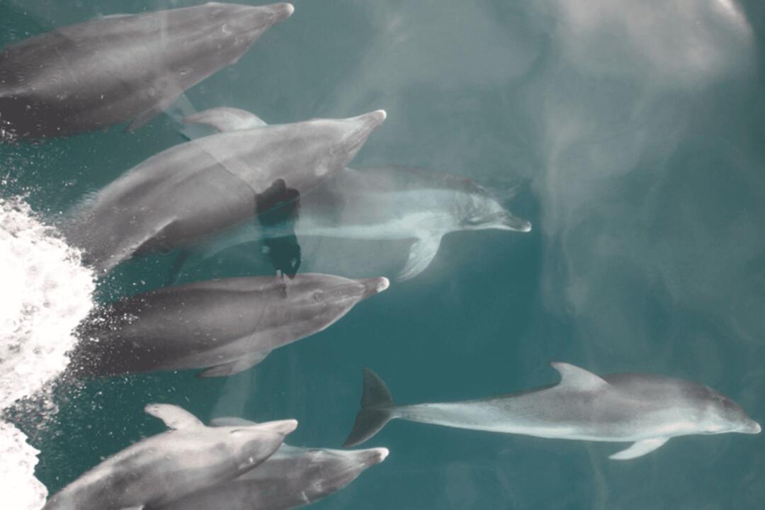 Dolphin Watch in Port Phillip Bay Sorrento VIC