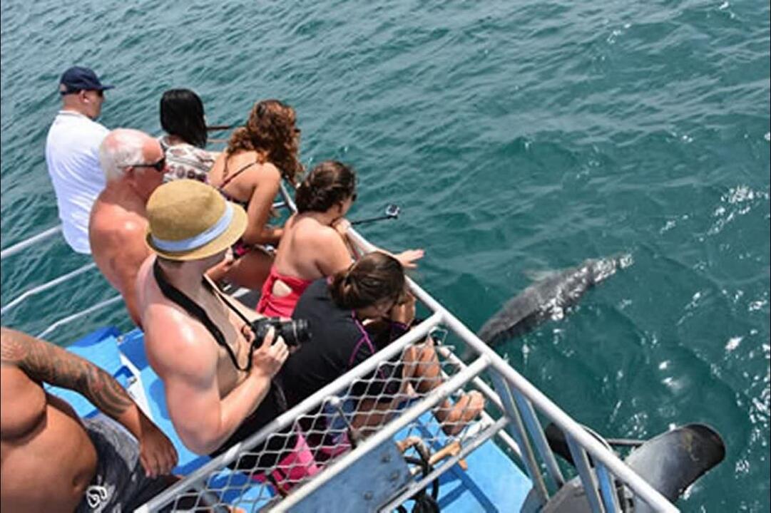 Dolphin Cruise with Brisbane Transfers, Family Scarborough QLD � Experience