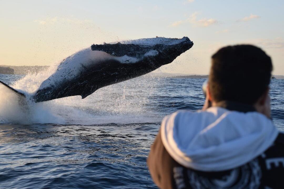 Whale Watching From a Fast Military Boat Sydney NSW