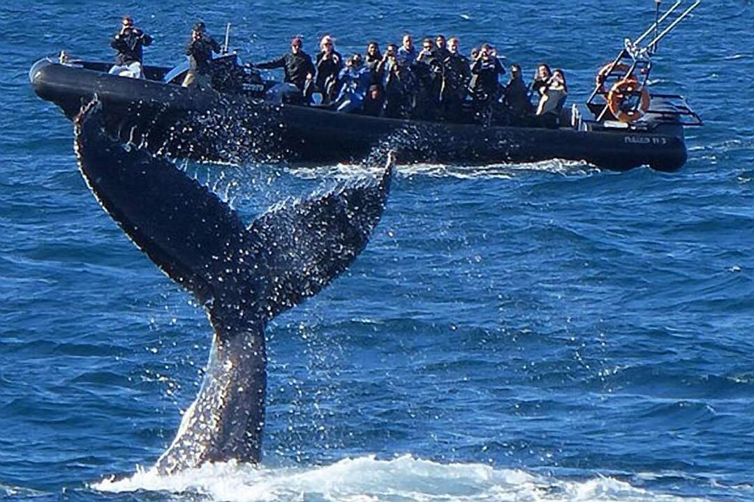 Whale Watching in a Fast Military Boat from Manly Manly NSW