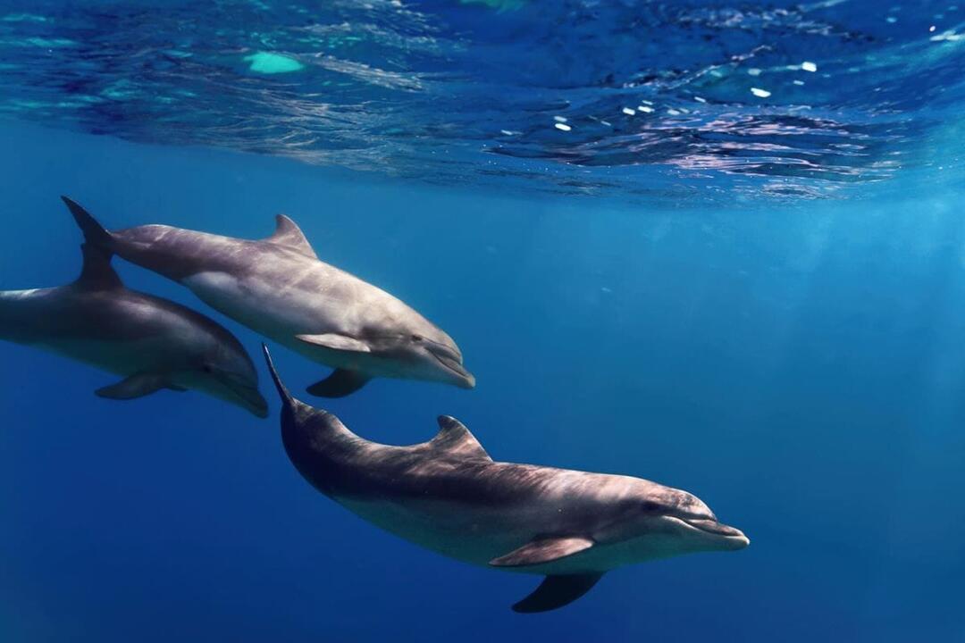 Swim with Dolphin and Seals Sorrento VIC