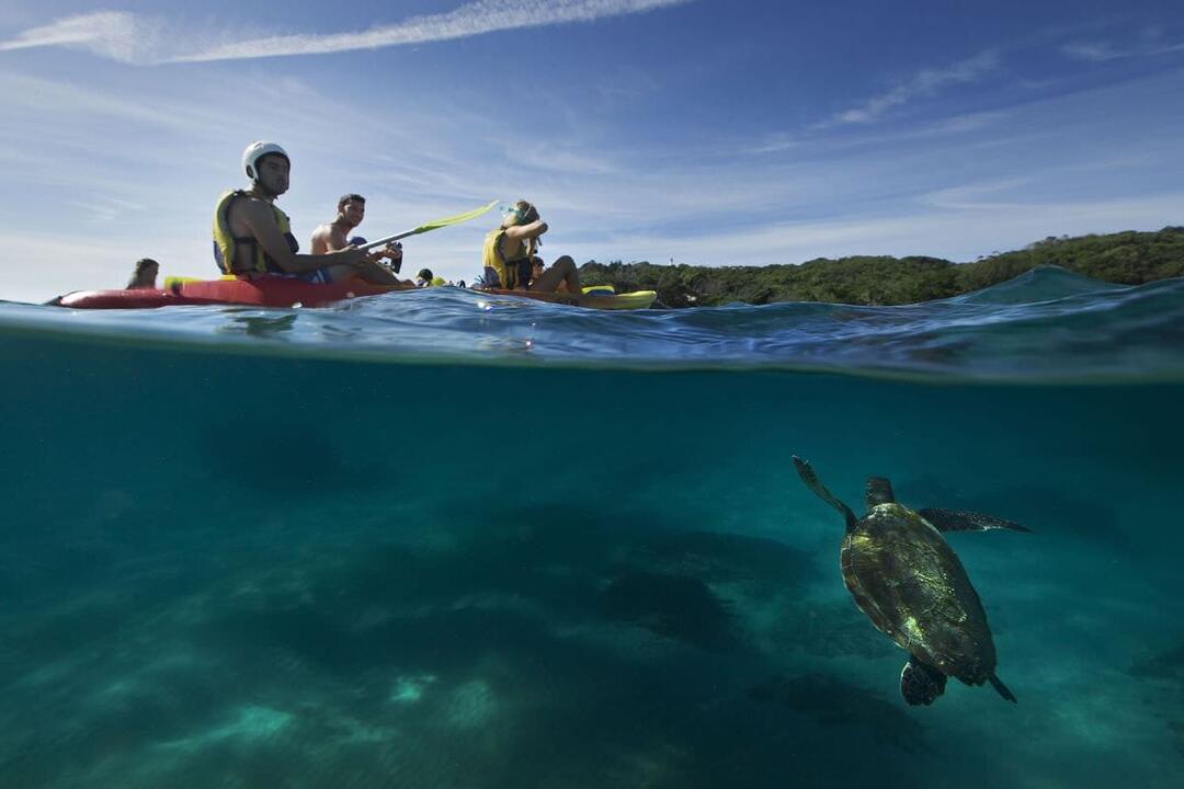 Kayaking, Brunswick River Nature Tour Byron Bay NSW
