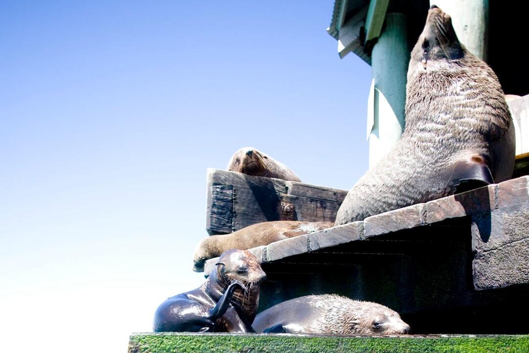 3 hour Dolphin and Seal Cruise Sightsee Sorrento VIC