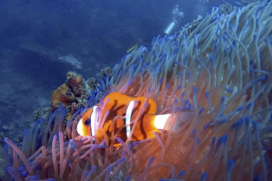 Snorkelling Adventure on the Sunshine Coast - Gift Voucher or Instant Booking - Mooloolaba QLD