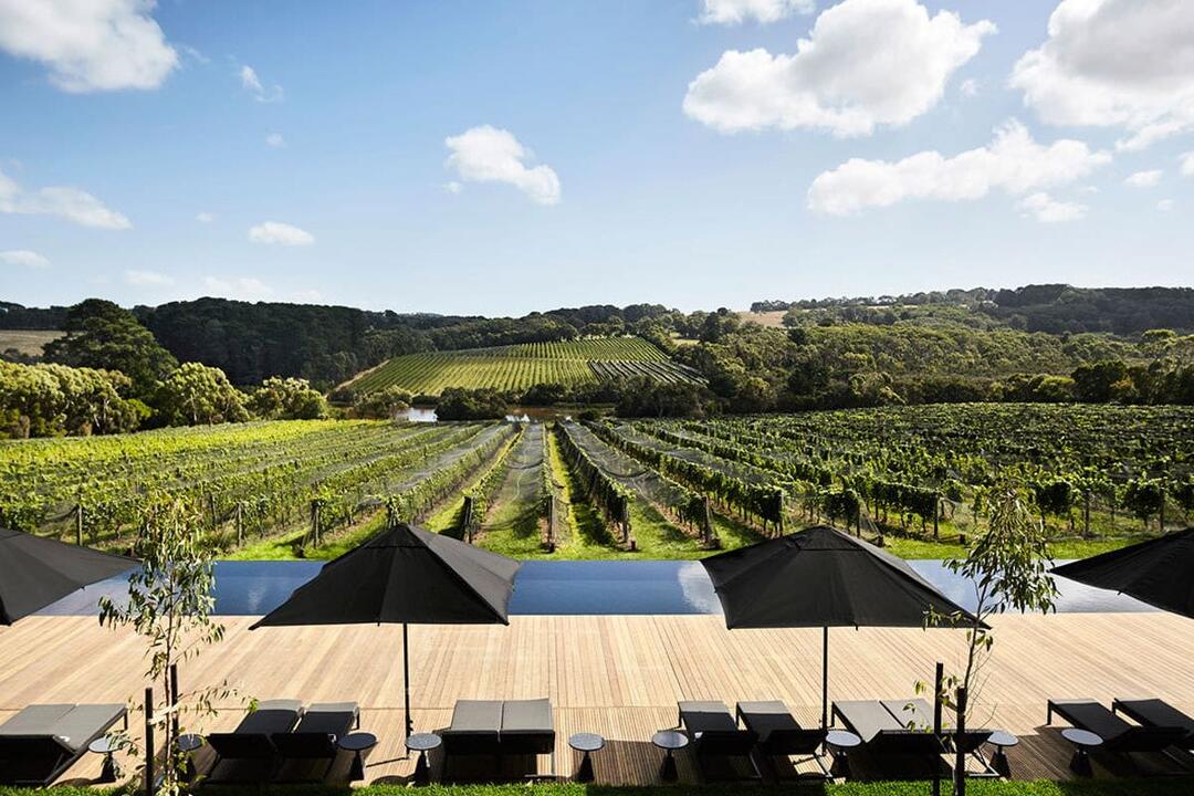 Peninsula Winery Bus Tour with Lunch Mornington VIC