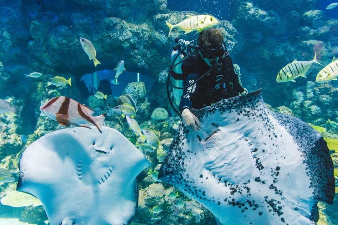 Cairns Aquarium General Admission Cairns QLD