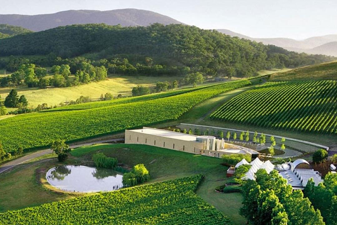 Private Winery Tour with Lunch for Up to 7 Coldstream VIC