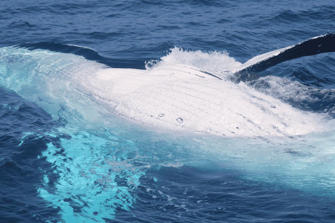 Whale Watching on the Sunshine Coast Mooloolaba QLD