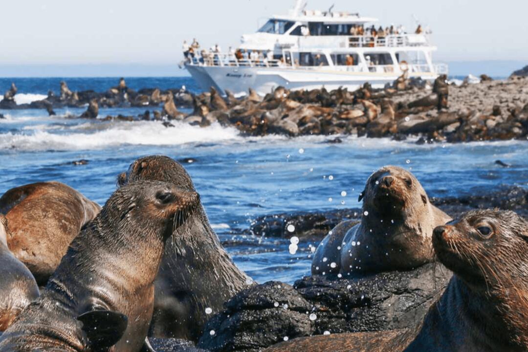 Phillip Island Seal Cruise Cowes VIC