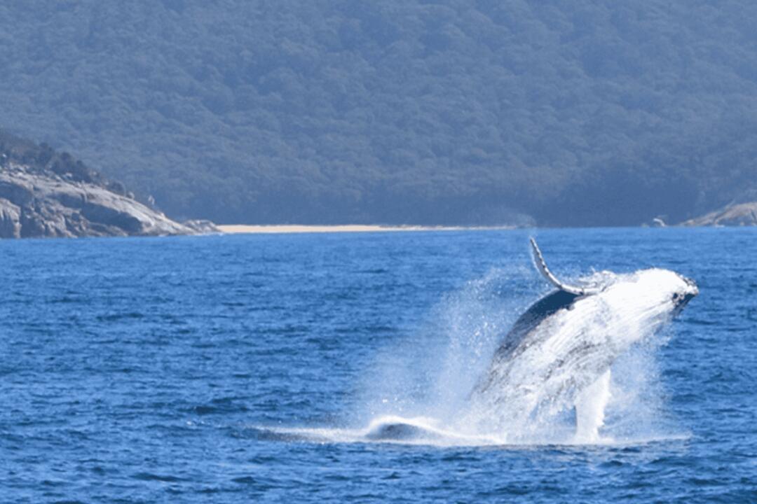 Wilsons Prom Whale Watch Port Welshpool VIC