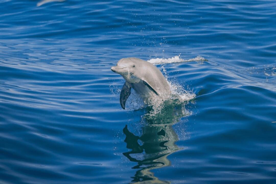 Wild Dolphin Sightsee, Excludes Transfers Rockingham WA