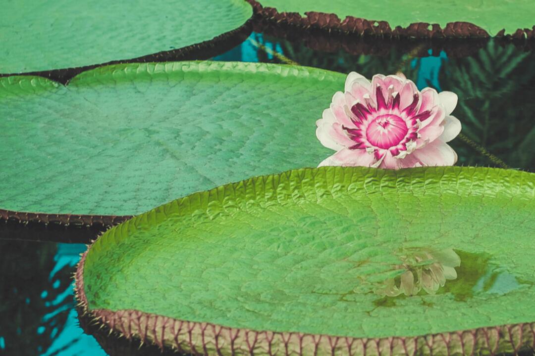 Brisbane Smartphone Photography Course Brisbane QLD