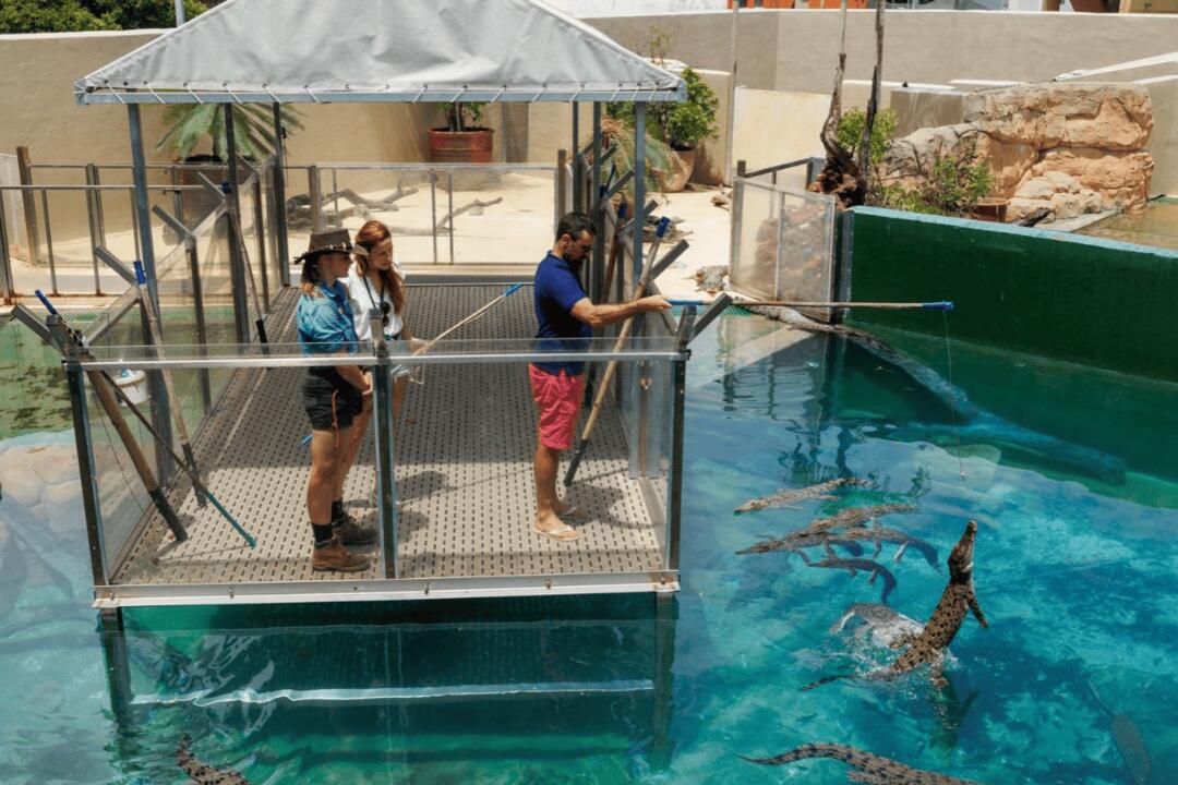 Exclusive Crocodile VIP Feeding Adventure Darwin NT