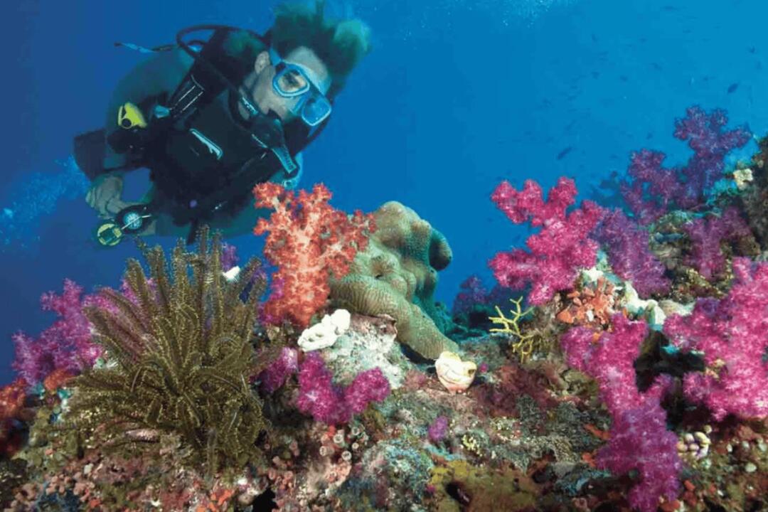 Single Scuba Dive at WaveBreak Island Main Beach QLD