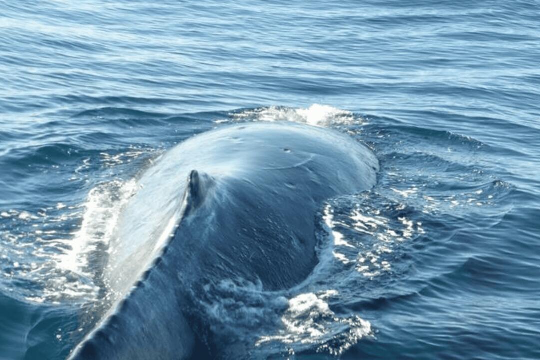 Sydney Dolphin and Whale Watching Manly Wharf NSW � Experience