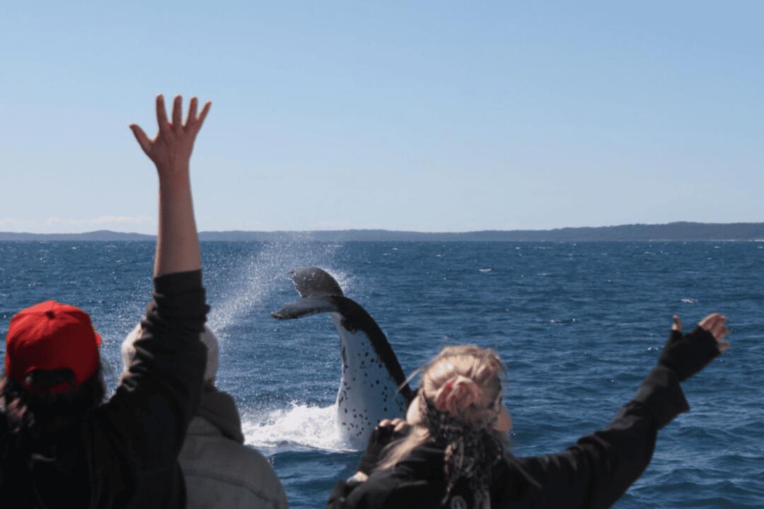 Whale Watch at Whale Heritage Site Hervey Bay QLD