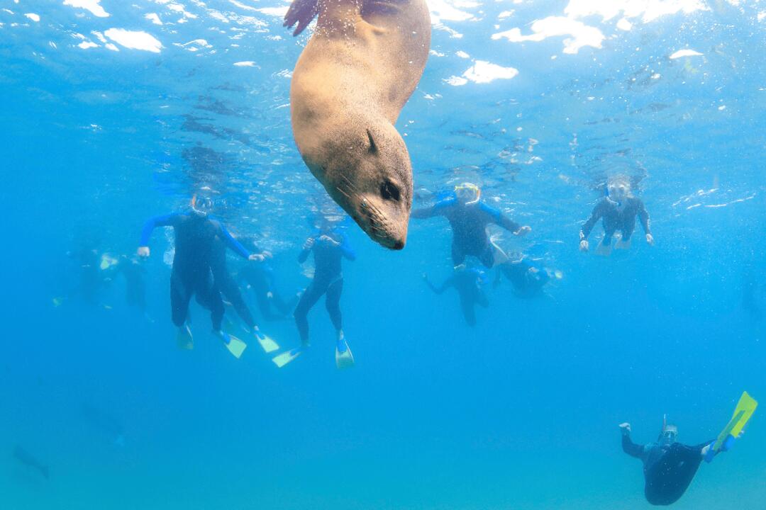 Two-Hour Seal Encounter Snorkel Adventure Sorrento VIC
