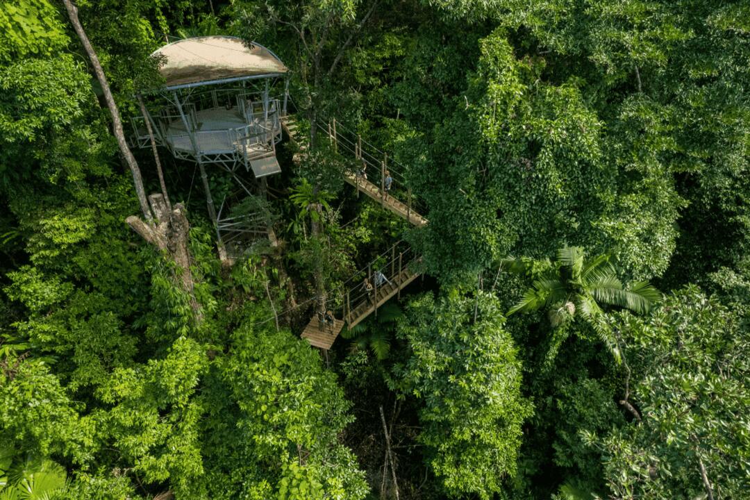 Zipline Canopy Tour - Gift Voucher or Instant Booking - Cape Tribulation QLD
