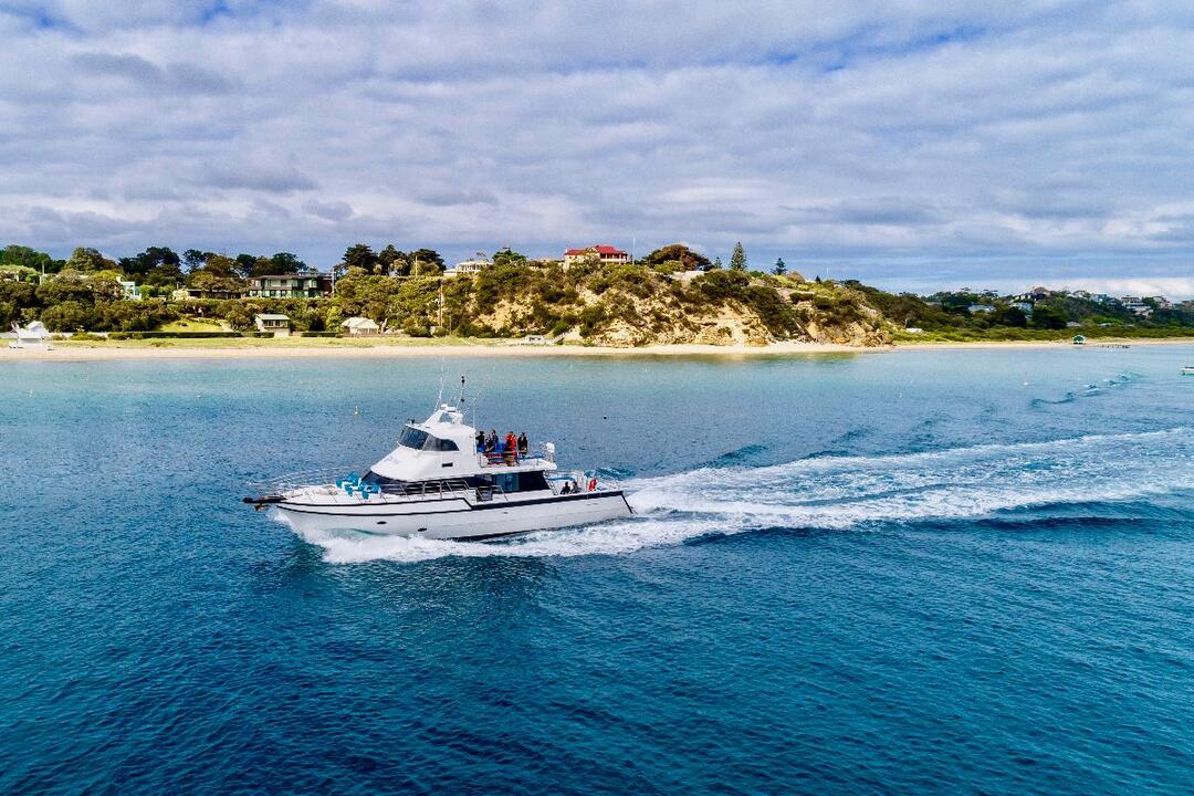 Wildlife Adventure Cruise from Sorrento Sorrento VIC