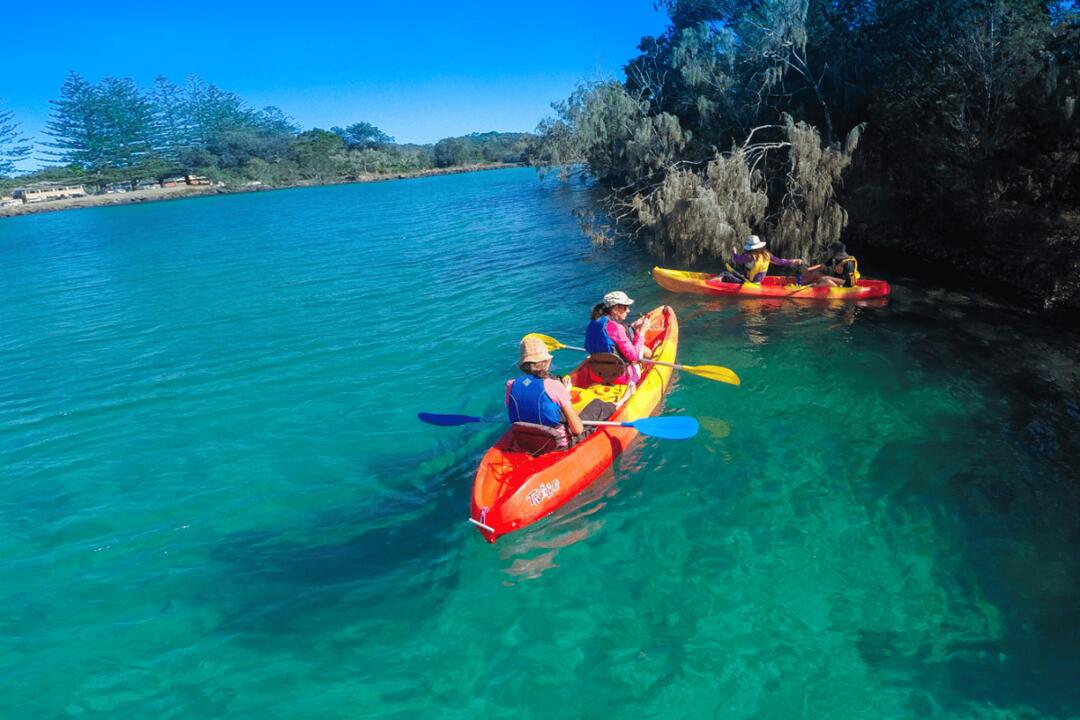 Kayaking, Brunswick River Nature Tour Brunswick Heads NSW