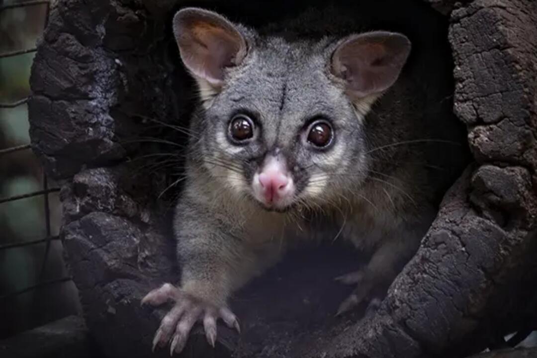 Whiskered Friends Encounter Pinjarra WA