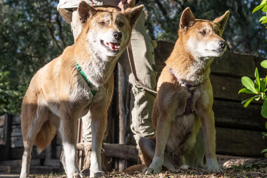 Dingo Encounter Pinjarra WA