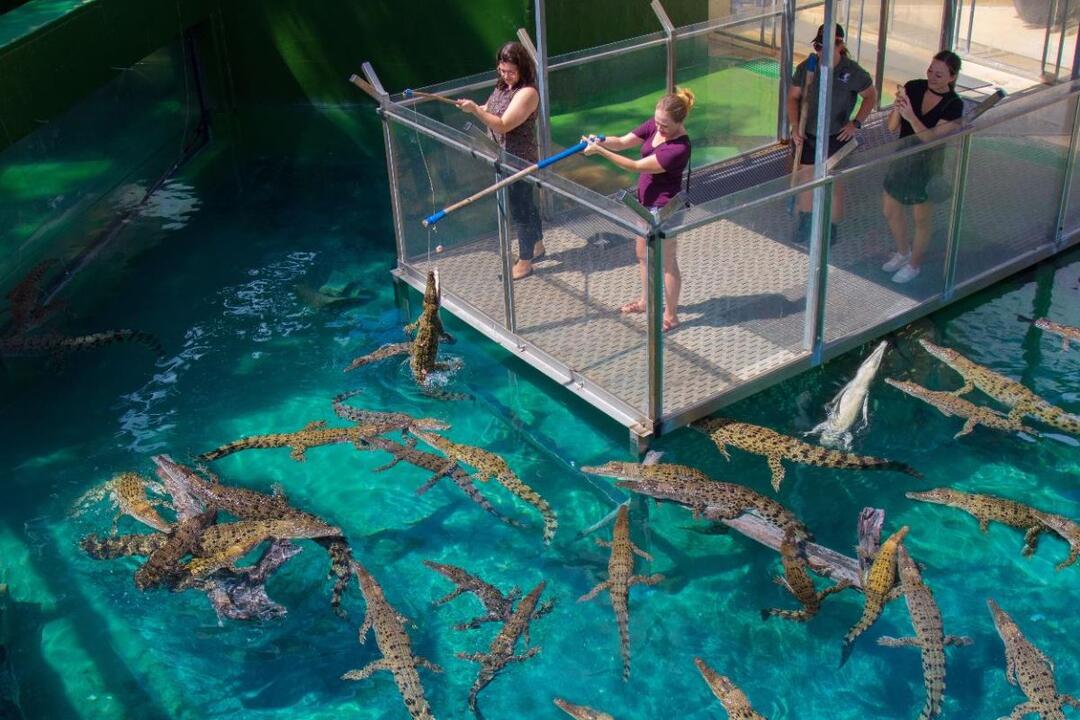 Brave Young Croc Feeders. A VIP Adventure Day Darwin NT