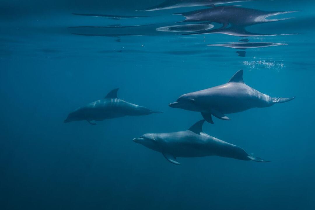 Duo Dolphin Discovery Glenelg SA