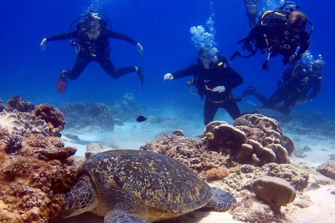 Open Water Scuba Diver Course Mooloolaba QLD