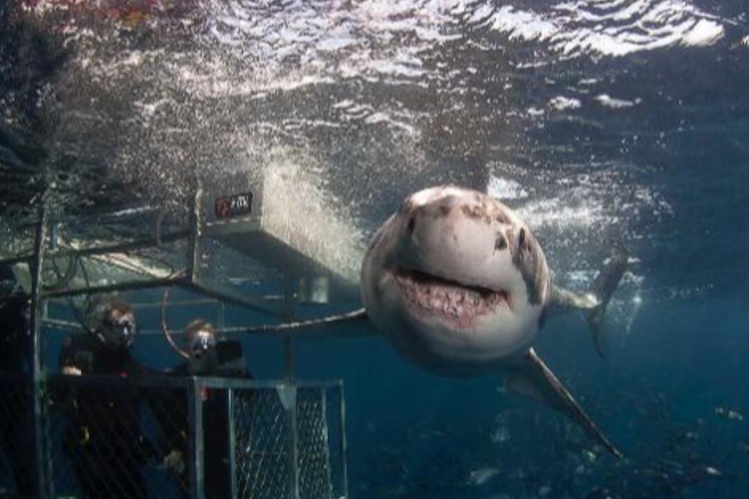 Great White 2 Night Getaway, Ocean Floor Diver Port Lincoln SA