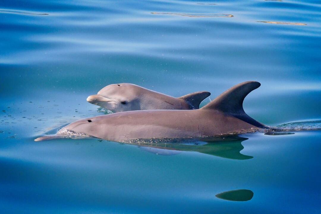 Swim With The Dolphins Bunbury WA