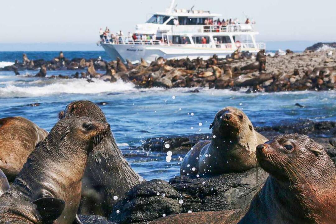 Phillip Island Seal Cruise Cowes VIC