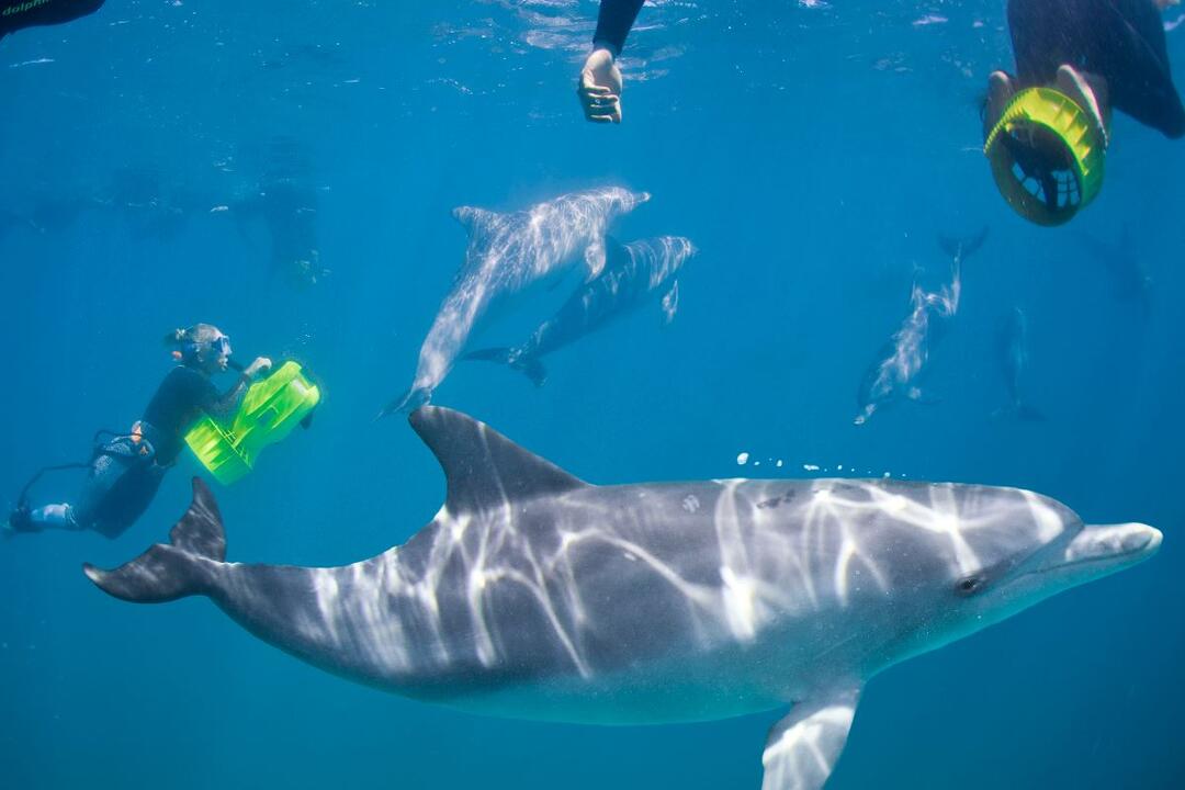 Swim with Wild Dolphins With Perth Transfers Rockingham WA