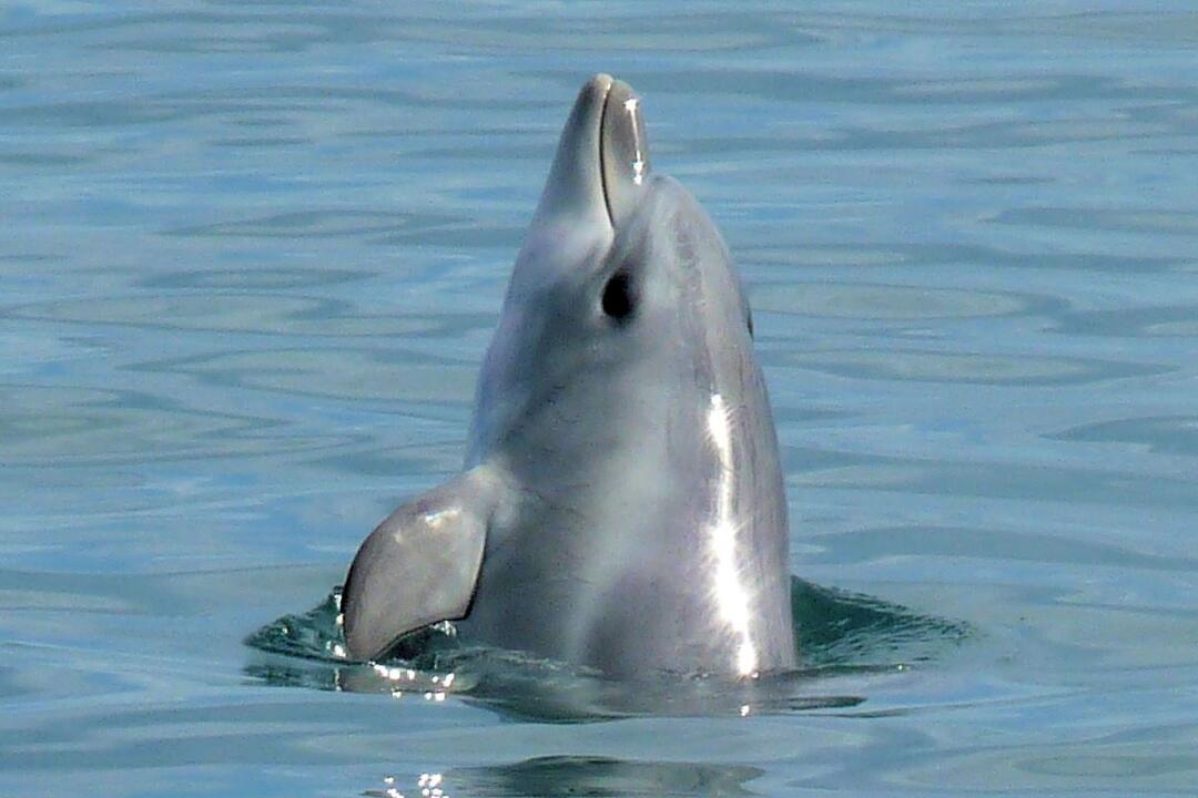 Dolphin Eco Cruise Bunbury WA