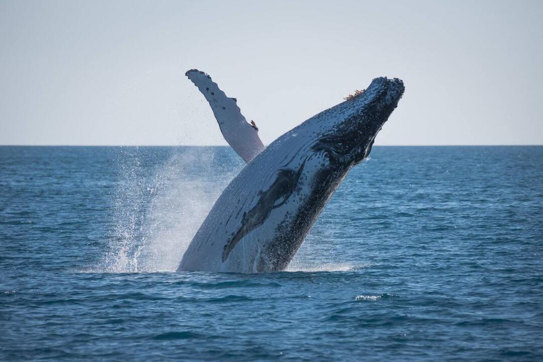 Whale Watching Adventure, Afternoon Sail Hervey Bay QLD