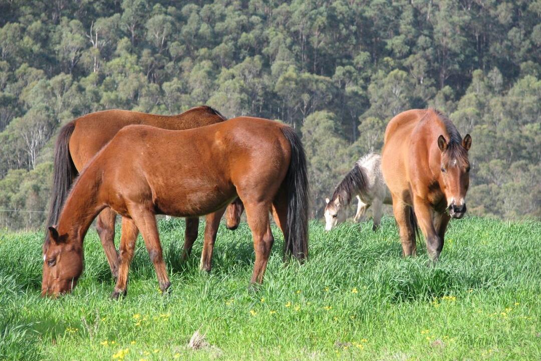 Heli-Horseback Adventure for Two Cessnock NSW