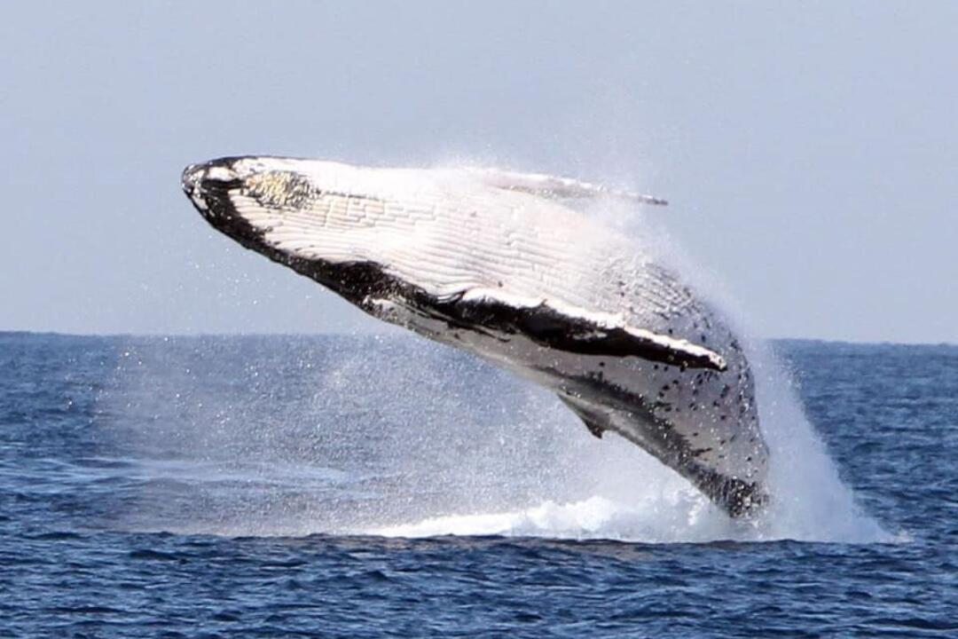 Luxury Whale Watching Adventure Gold Coast QLD