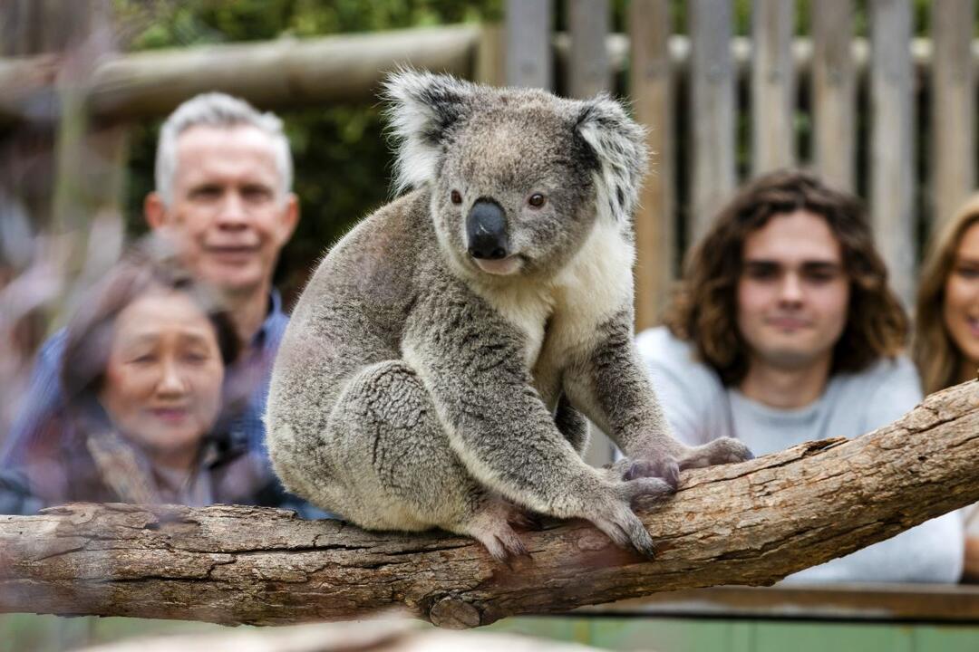Two Bays Scenic and Wildlife Bus Tour Melbourne VIC