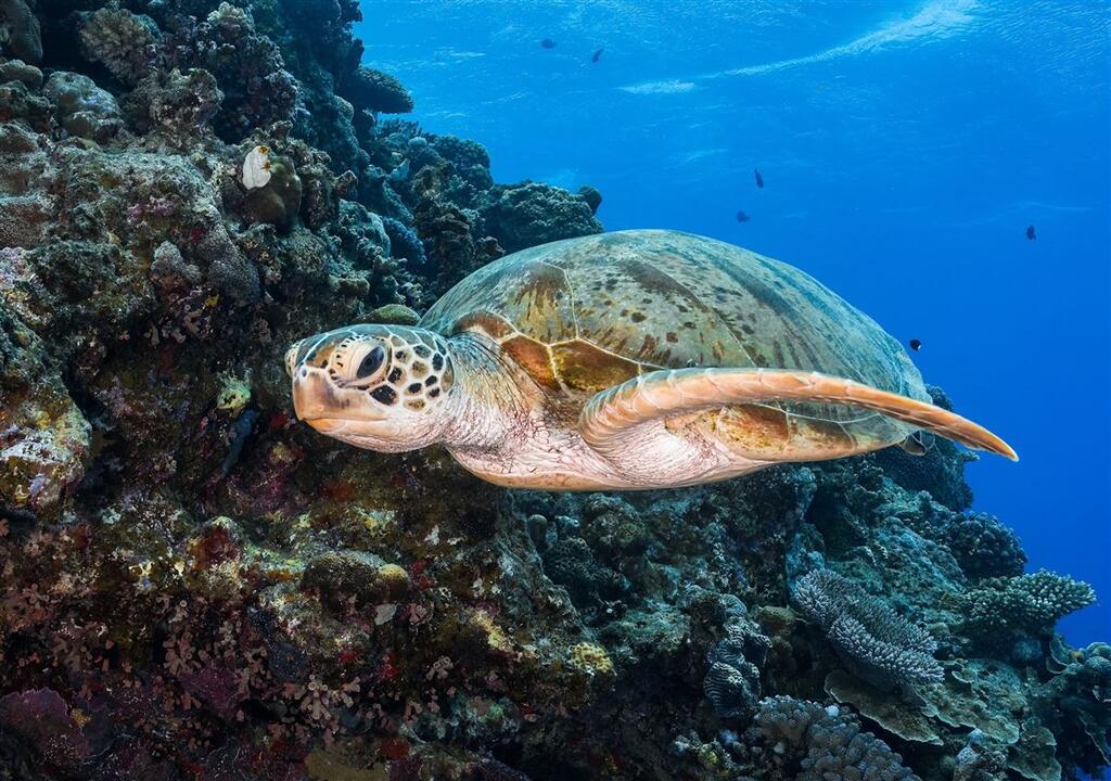 Introductory Dive, Port Douglas Port Douglas QLD