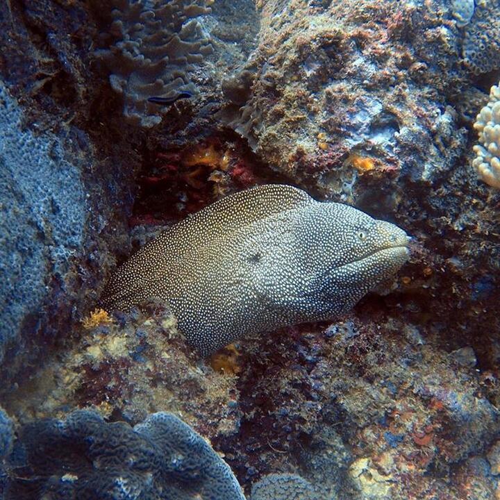 Dive Sunshine Coast Reefs Mooloolaba QLD