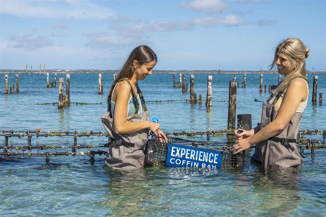 Coffin Bay Oyster Adventure Coffin Bay SA