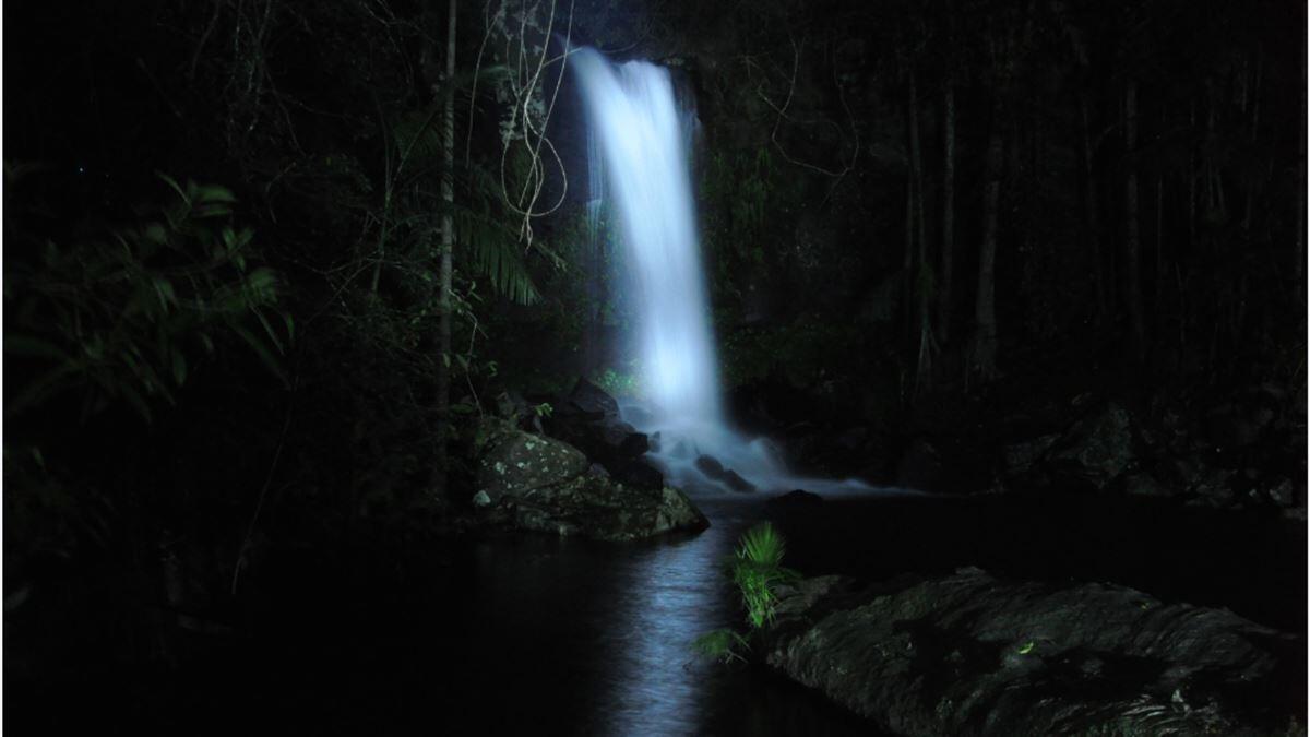 Rainforest Glow Worm Night Walk Surfers Paradise QLD
