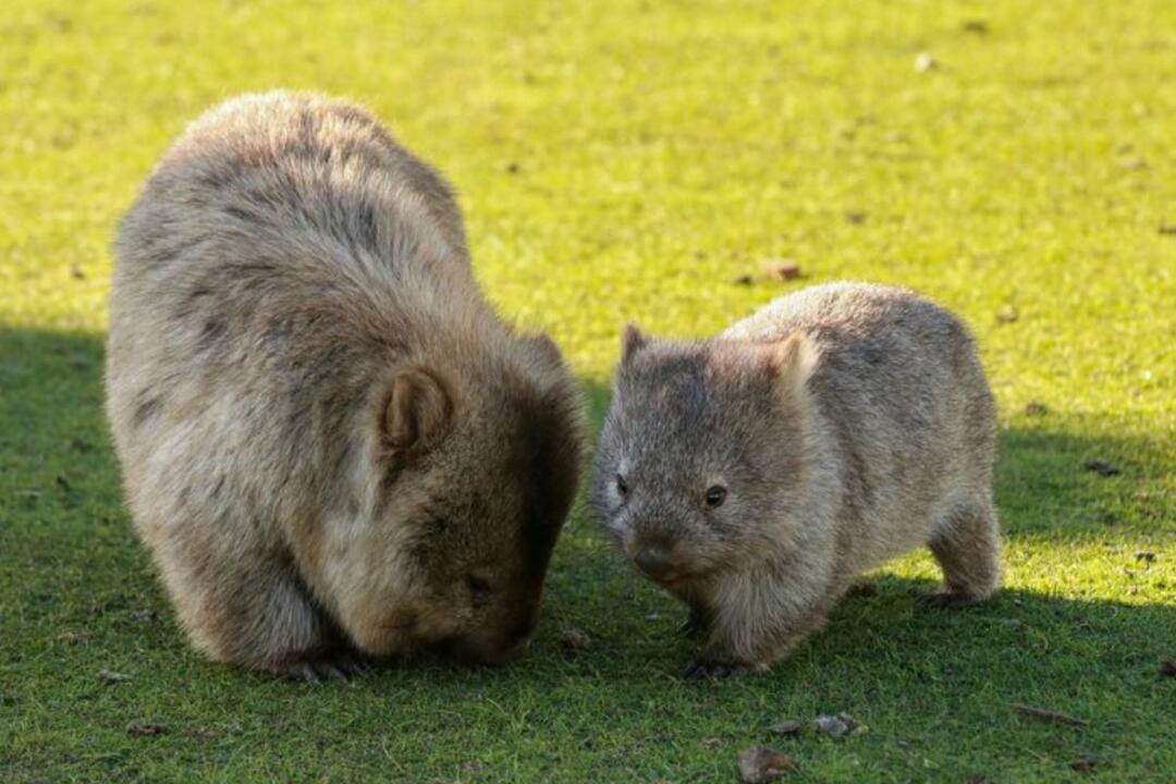 Maria Island National Park Adventure Canberra ACT
