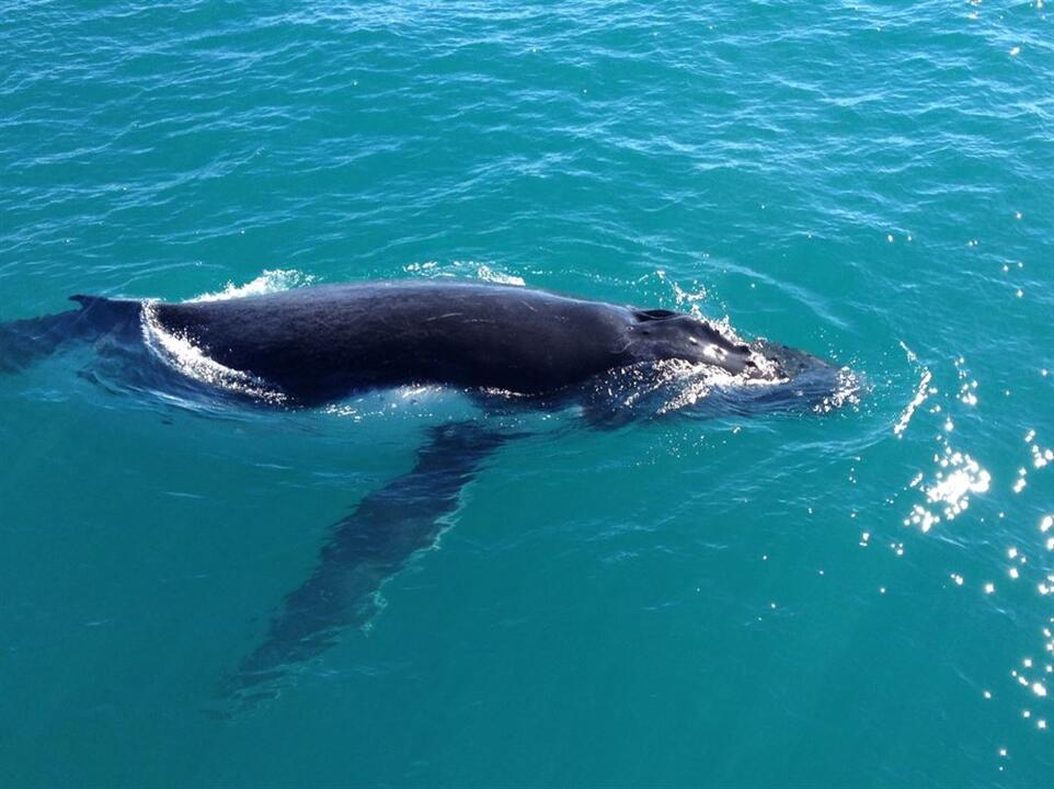 Morning Whale Watching Cruise Instant Booking - Broome WA